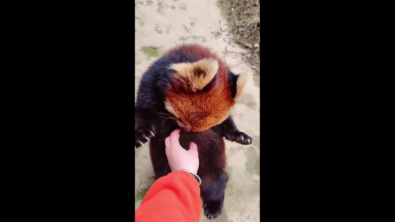 petting little panda