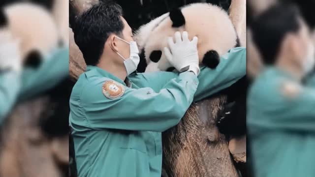 Giant Panda Fubao: super hard to get off work