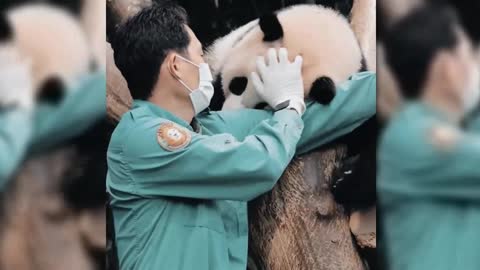 Giant Panda Fubao: super hard to get off work