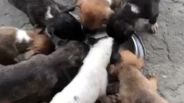 10 pups in the first birthing, american pitbull terrier