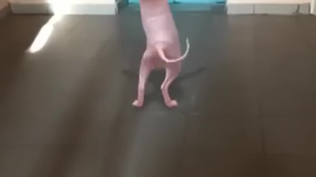 wiggle wiggle| a funny hongyango