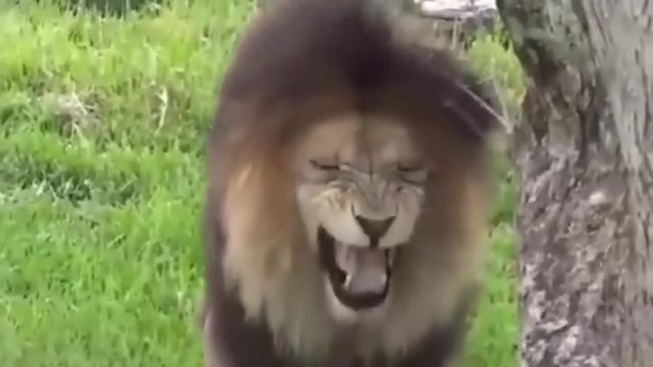 Troll Prank Dog Funny & Feak Lion and Feak Tiger Prank To Dog