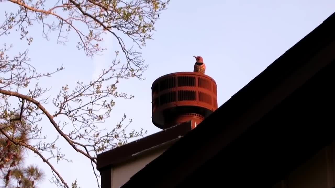 woodpecker pounding on METAL CHIMNEY