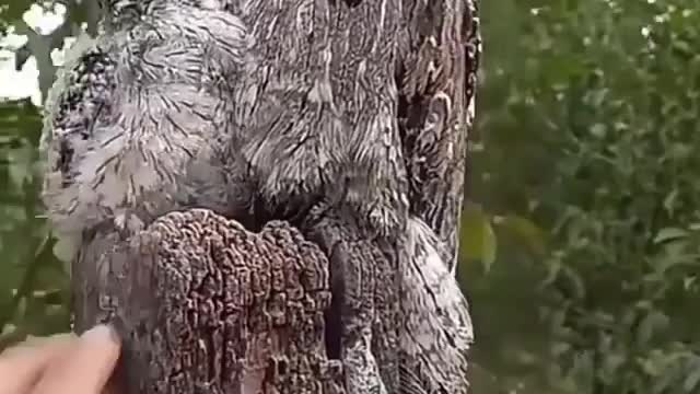 Perfect Camouflage Bird