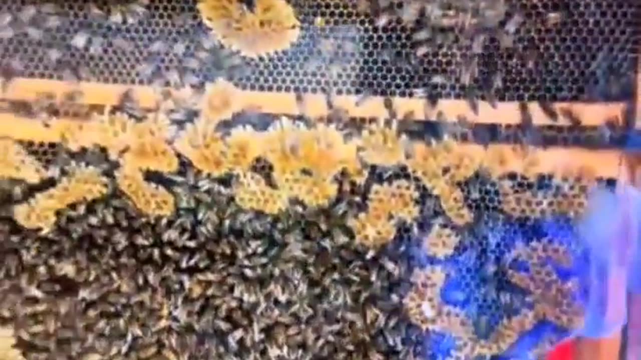 Indoor bee keeper