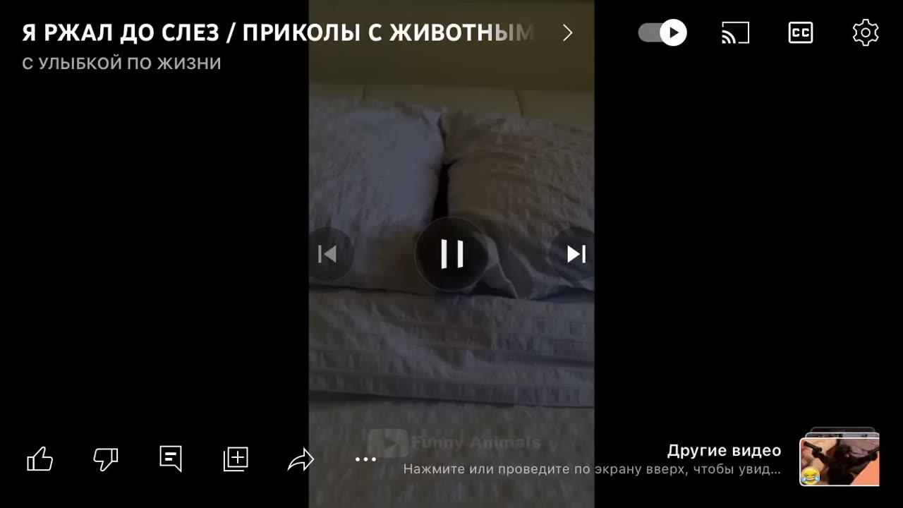 Приколы животных