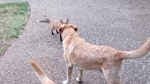 Rescued Fox Returns to Play With Dogs