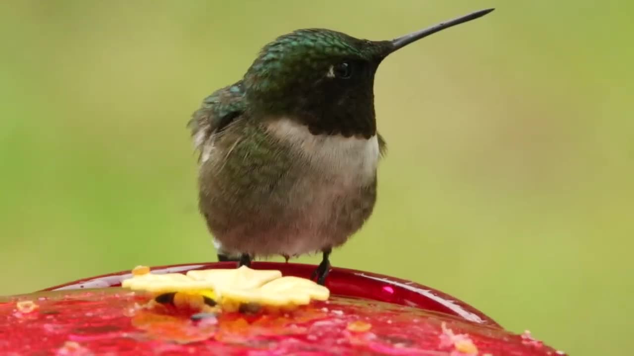 Defending the Feeder