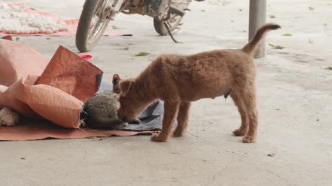 Kitten playing with puppy