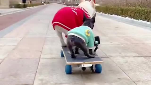 Skateboarding dog es realmente cool