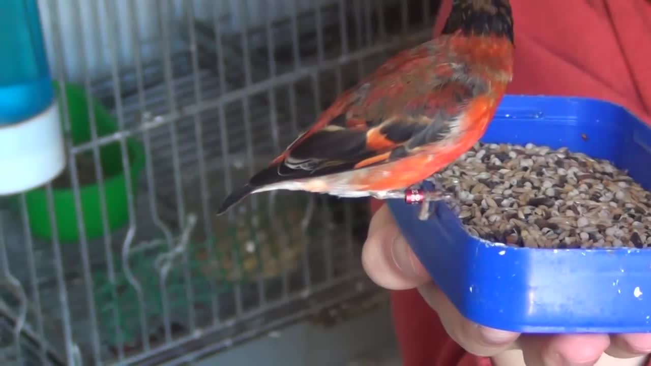 Fledging Classical Red Siskin (+Breeding place overview)