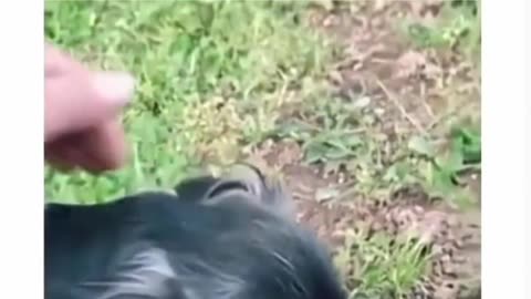 Animal funny videos #rumble #viral #trending