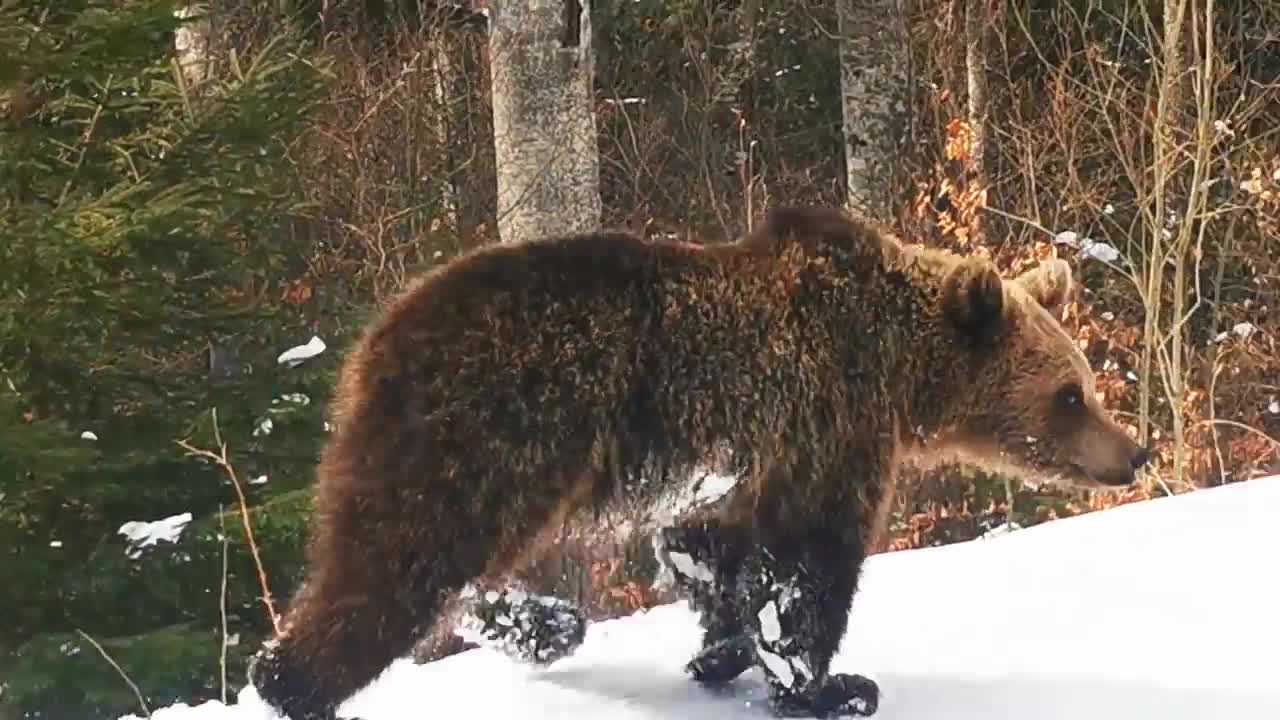 Skiing with the bear on the slope - 9 Martie 2021, Partia Cocosul Predeal Romania, by Mister Fox