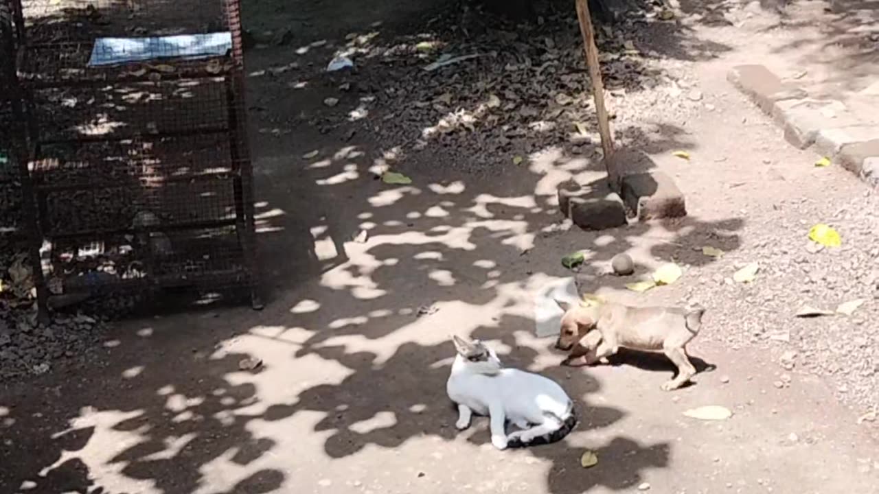 Cat and dog unique friendship