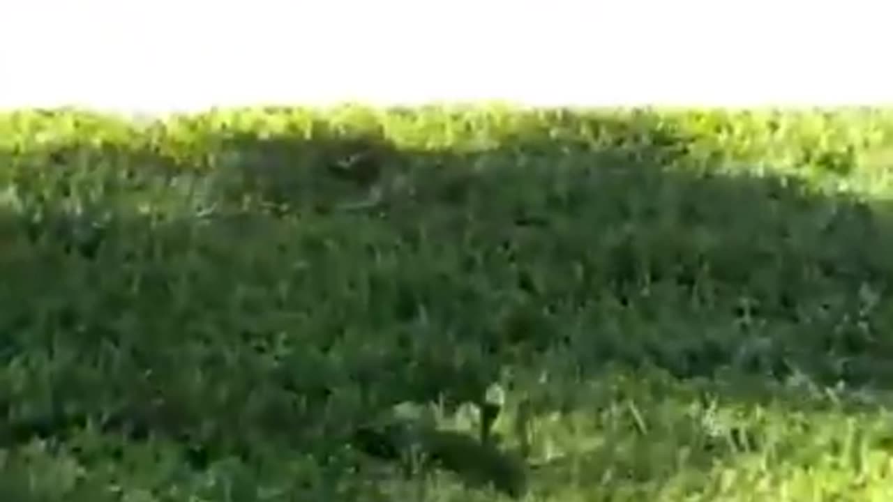 Funny And Cute Animals Short #149