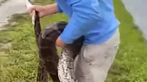 Huge Python Pulled From Ditch