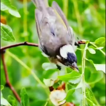 Birds world with nature fruits