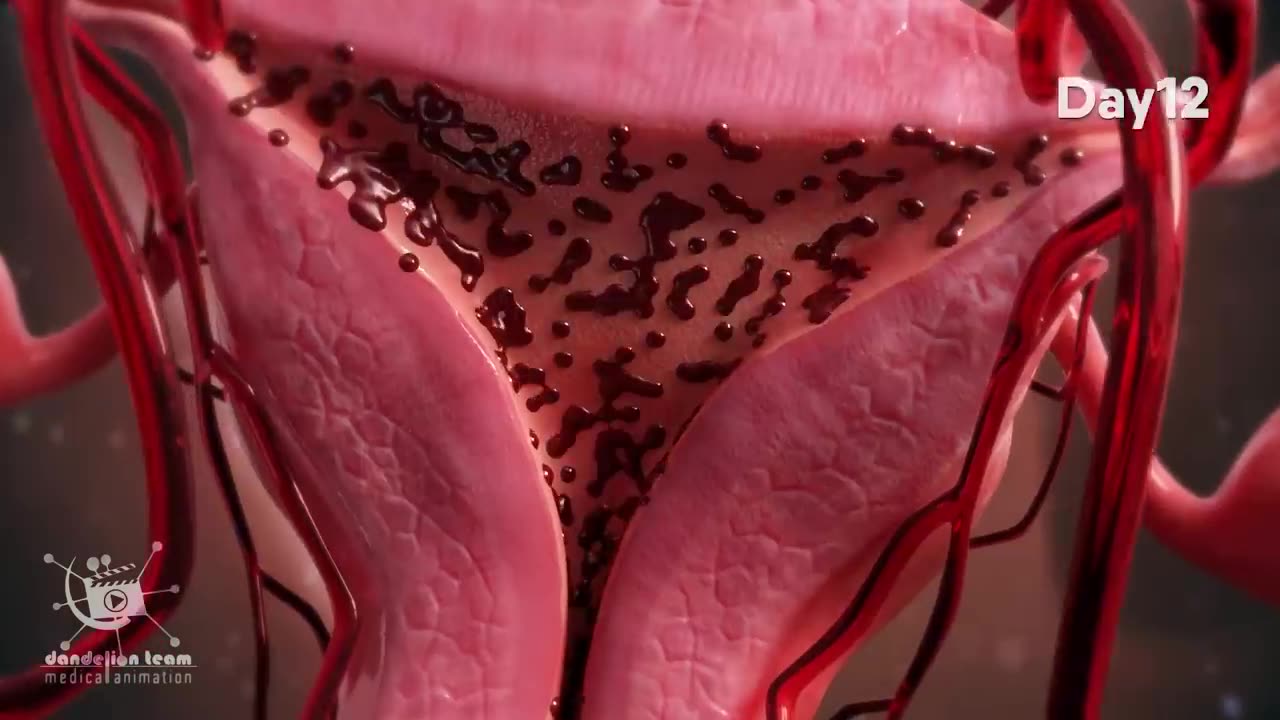 ovulation and menstrual cycle often called period|medical animationDandelionTeam #ovulation #period