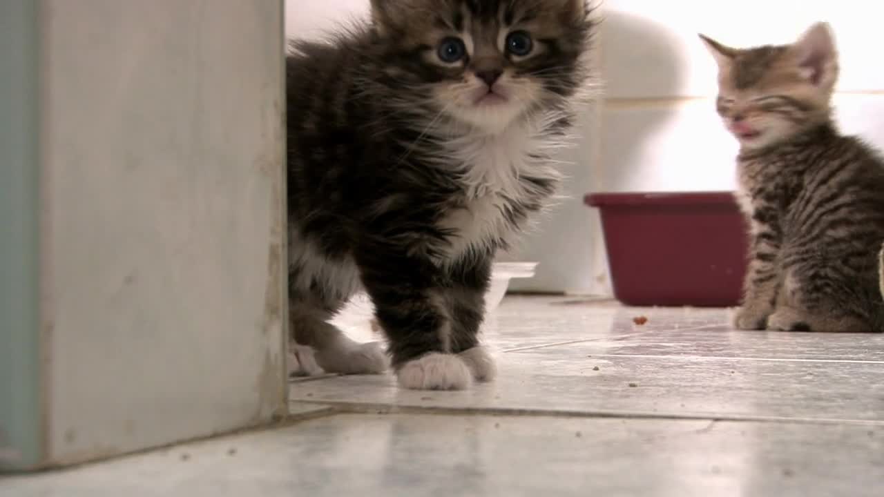 Kitten Hiding behind Wall then Hissing