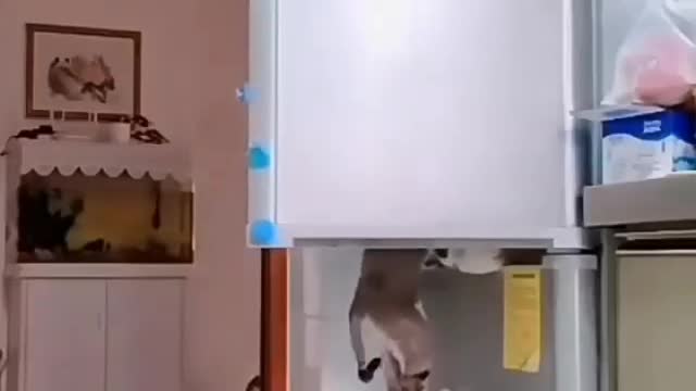 cat assails refrigerator