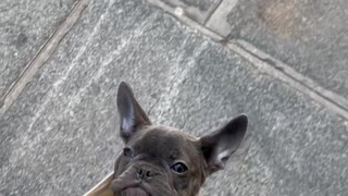 Frenchie Puppy Too Lazy to Walk