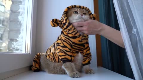 Cute tiger Hosico