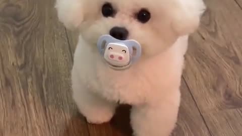 Cute Little Dog