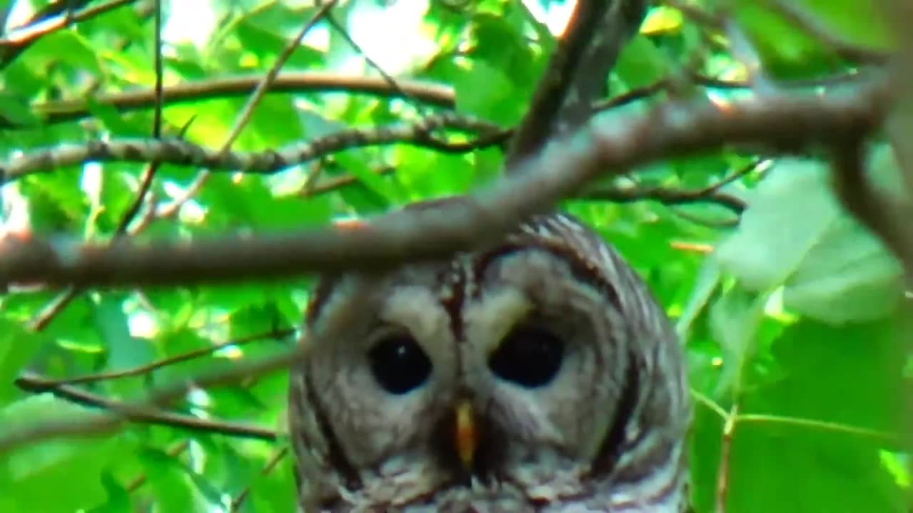 Barred Owl