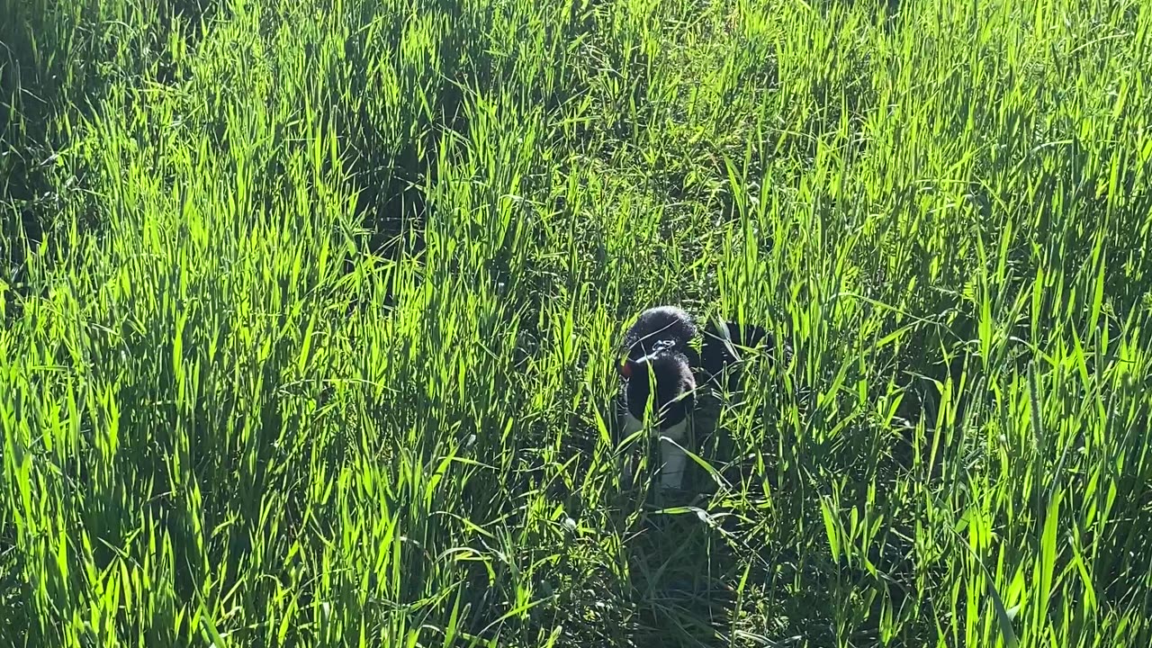 Cat Jumps in Tall Grass