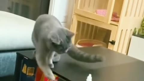 Obedient Cat