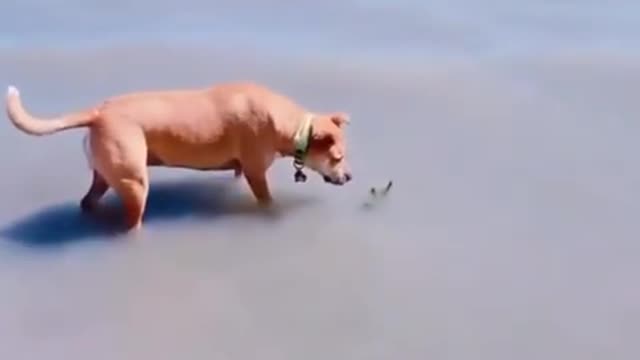 The dog was bombed successfully 😅