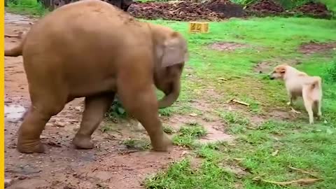 Baby Elephant....