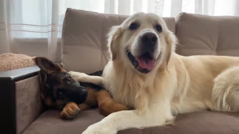 How the Golden Retriever and the German Shepherd Became Best Friends [Compilation]