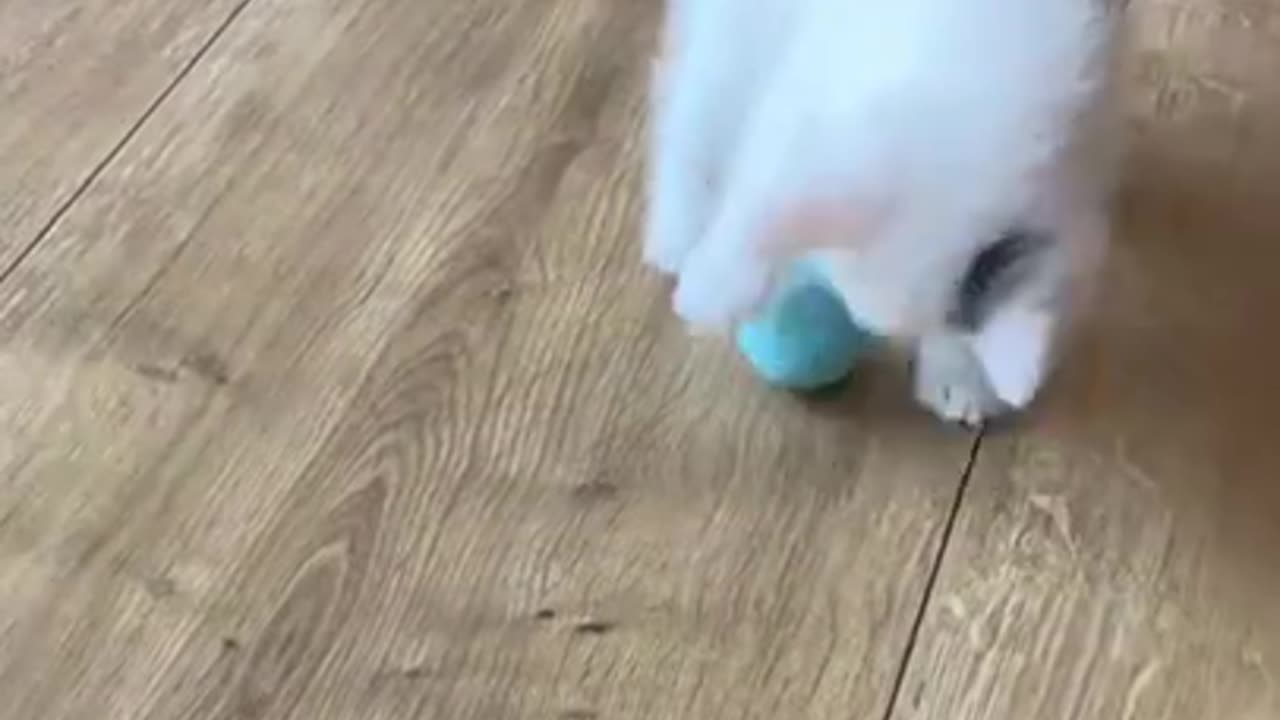 Interactive Ball Smart Cat Toy