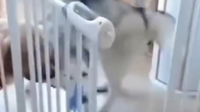 Dog getting scared prank