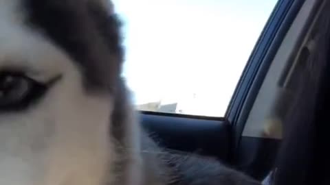 Dog in the car