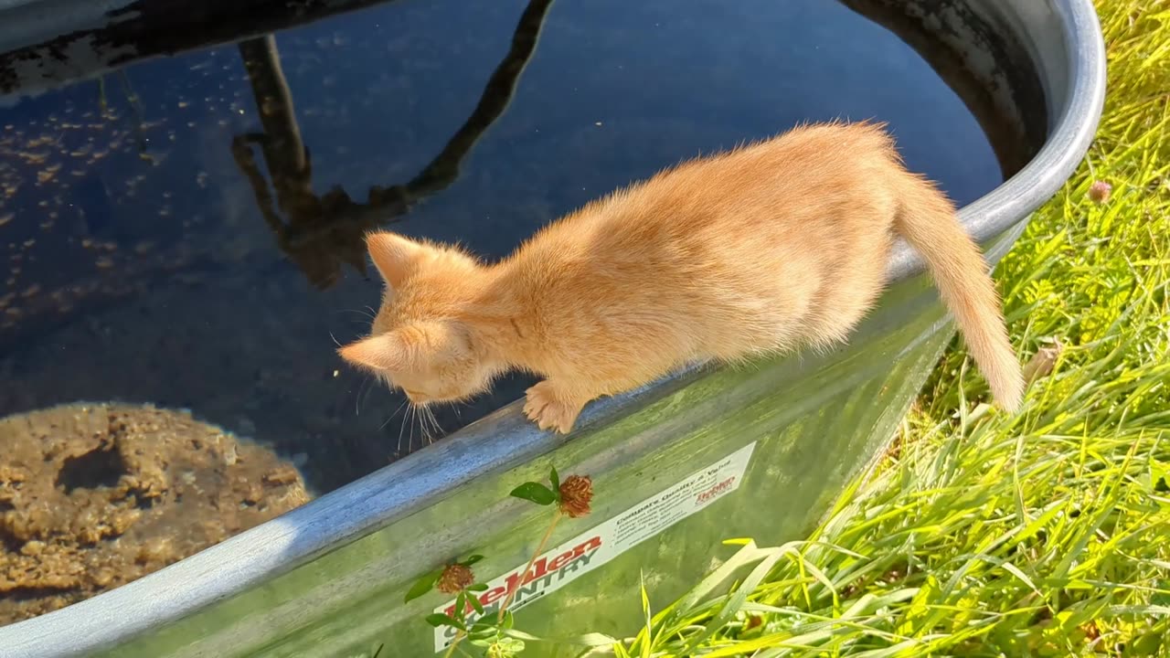 KITTEN ANTICS!