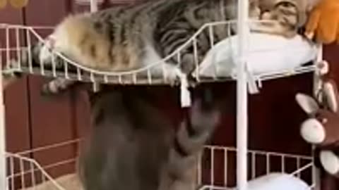 Funny and cutest cat and dog