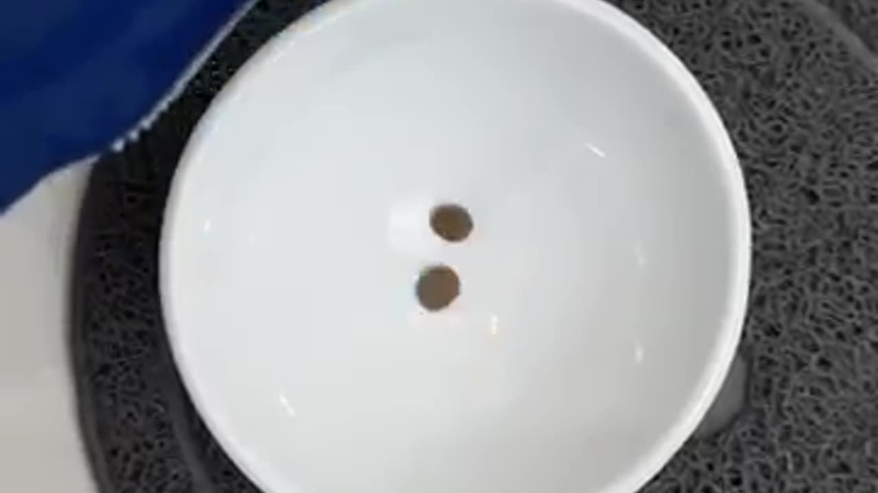 Cat video