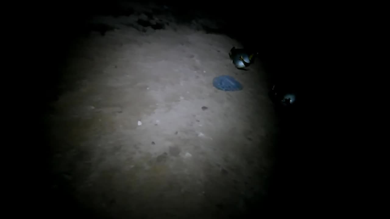 2 Chickens and a Ginger