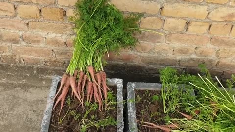 Grow Carrots🥕 at home.