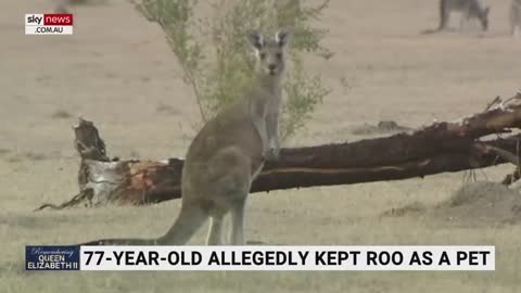 ‘They’re wild animals’ Kangaroo kills elderly man