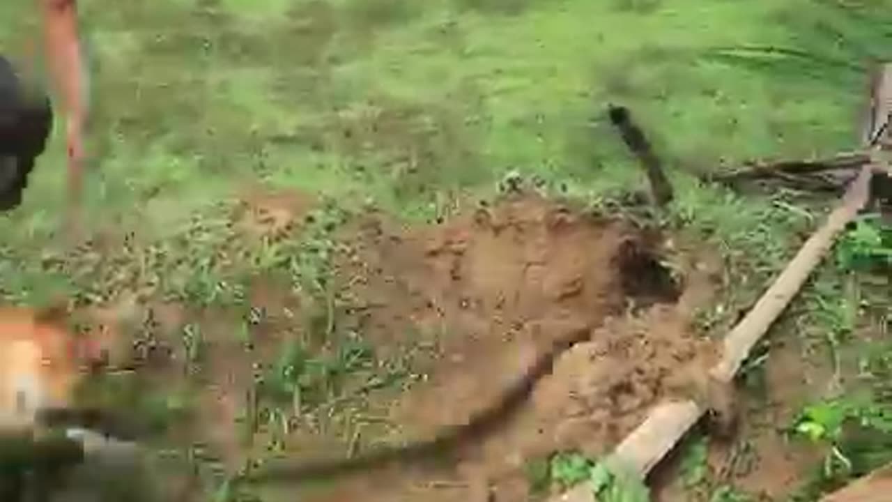 Best Man and Smart Dog Catch and Eating Snake a Good Food