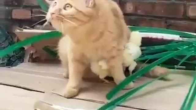 Cat protecting the chicks from the danger of birds of prey 🥰