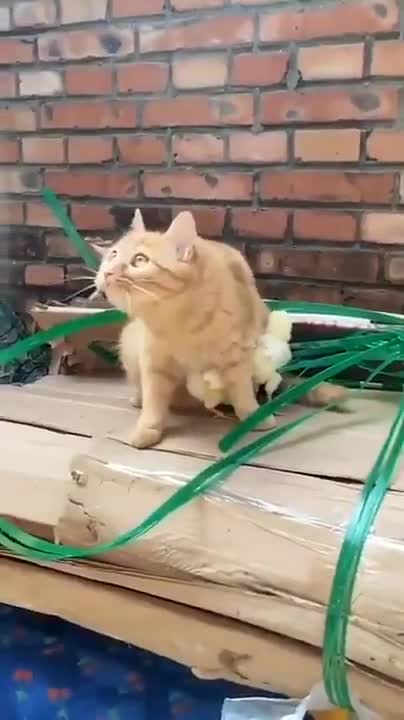 Cat protecting the chicks from the danger of birds of prey 🥰