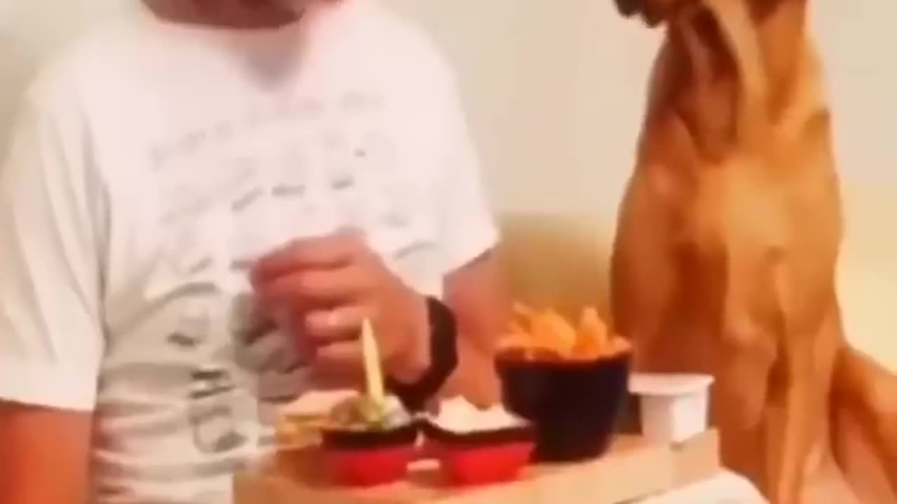Cutest cat and dog funny video🤣 😍😁🤣