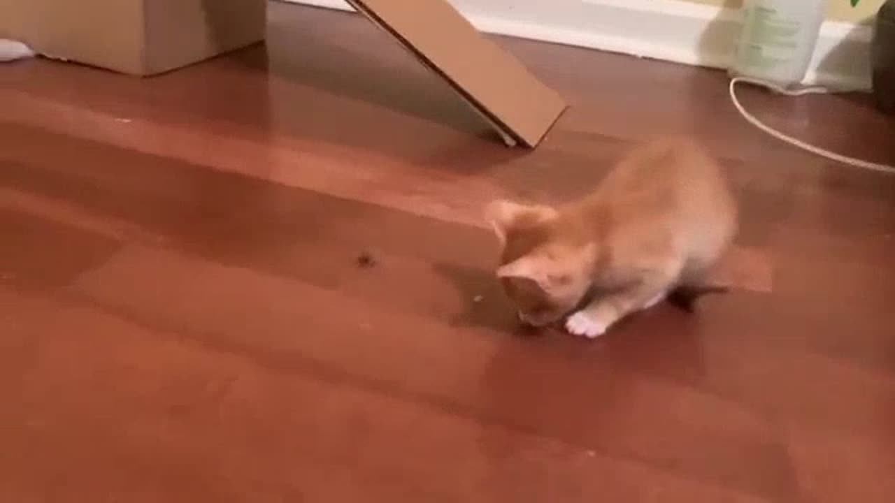 Funniest Cats Videos That Will Make You Laugh Funny Animal Videos 2023 Part 22πΌπΉπ