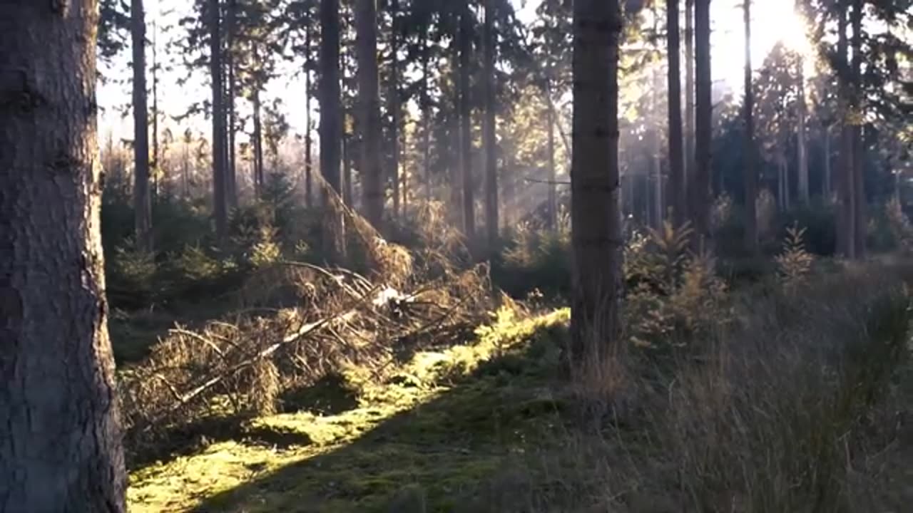 Leaves Falling Stock Footage - Trees