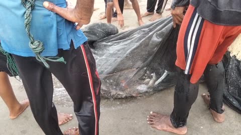 Catching Fish 7 (Tarek Pukat) in Aceh