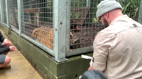 Injection Training with Sumatran Tiger